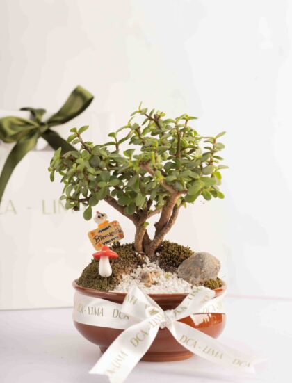 BONSAI ARBOL DE LA FELICIDAD