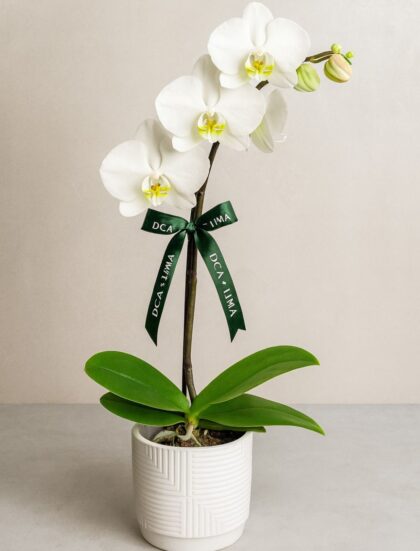 ORQUÍDEA BLANCA EN MACETA