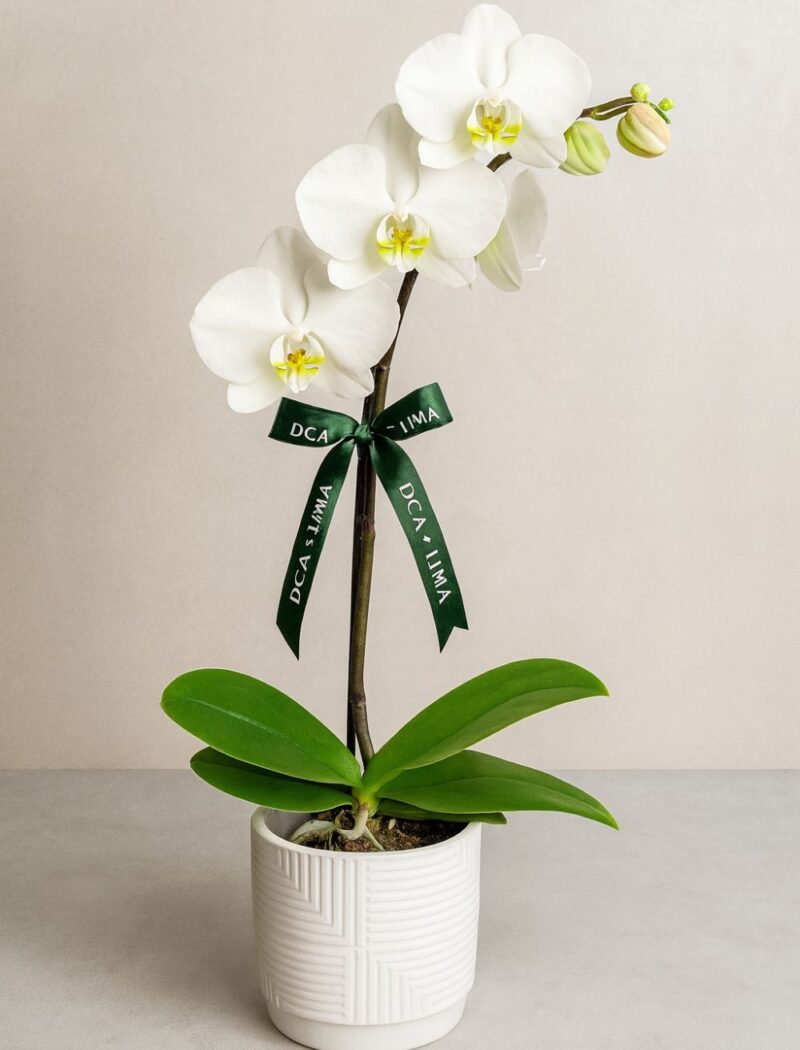 ORQUÍDEA BLANCA EN MACETA