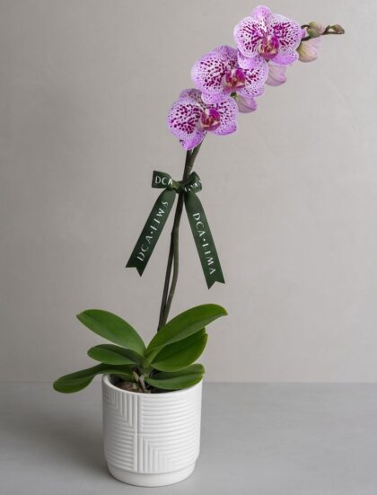 ORQUÍDEA MORADA EN MACETA